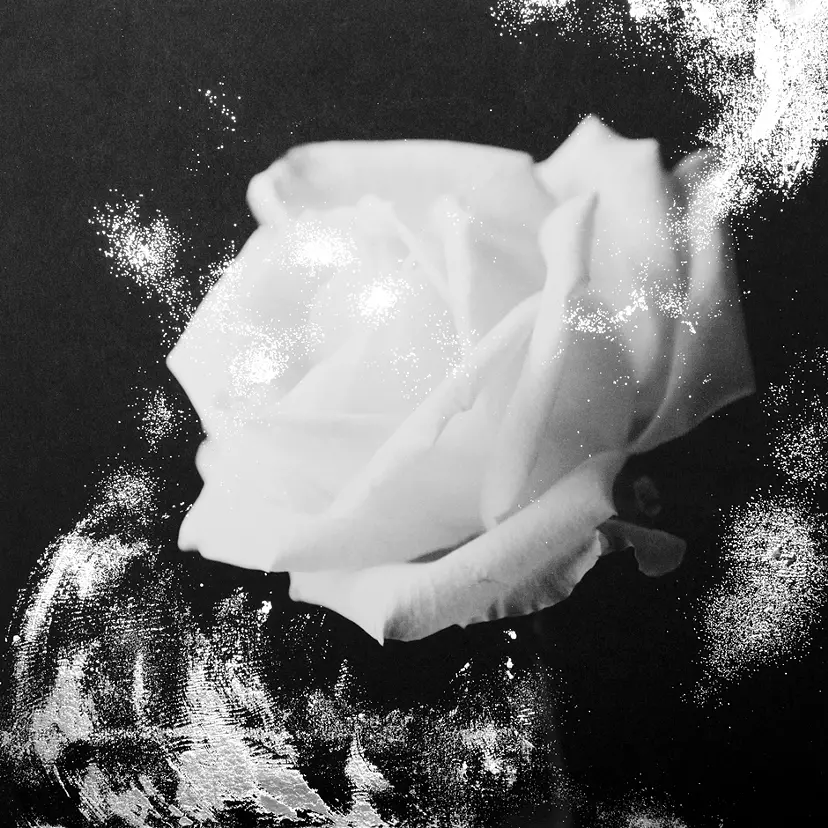 Flash/Rose by 栗棟 美里