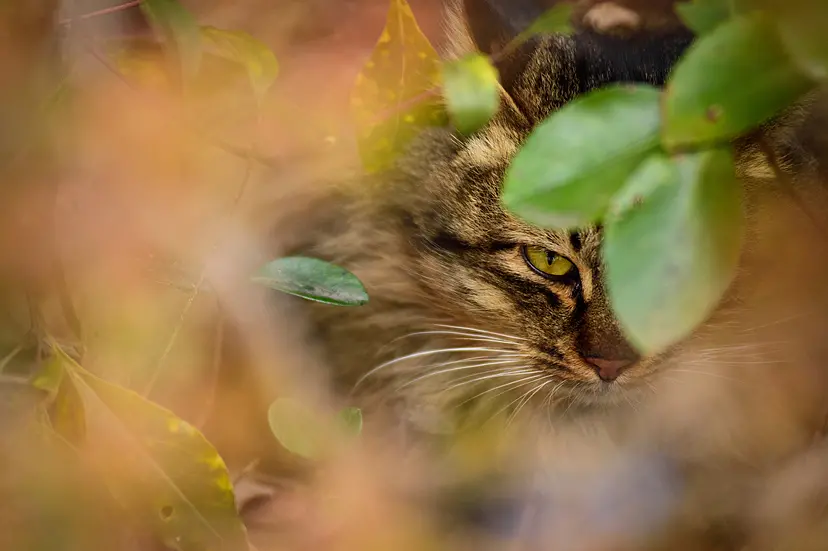 視線/そとねこたちのポートレート by 阪井壱成