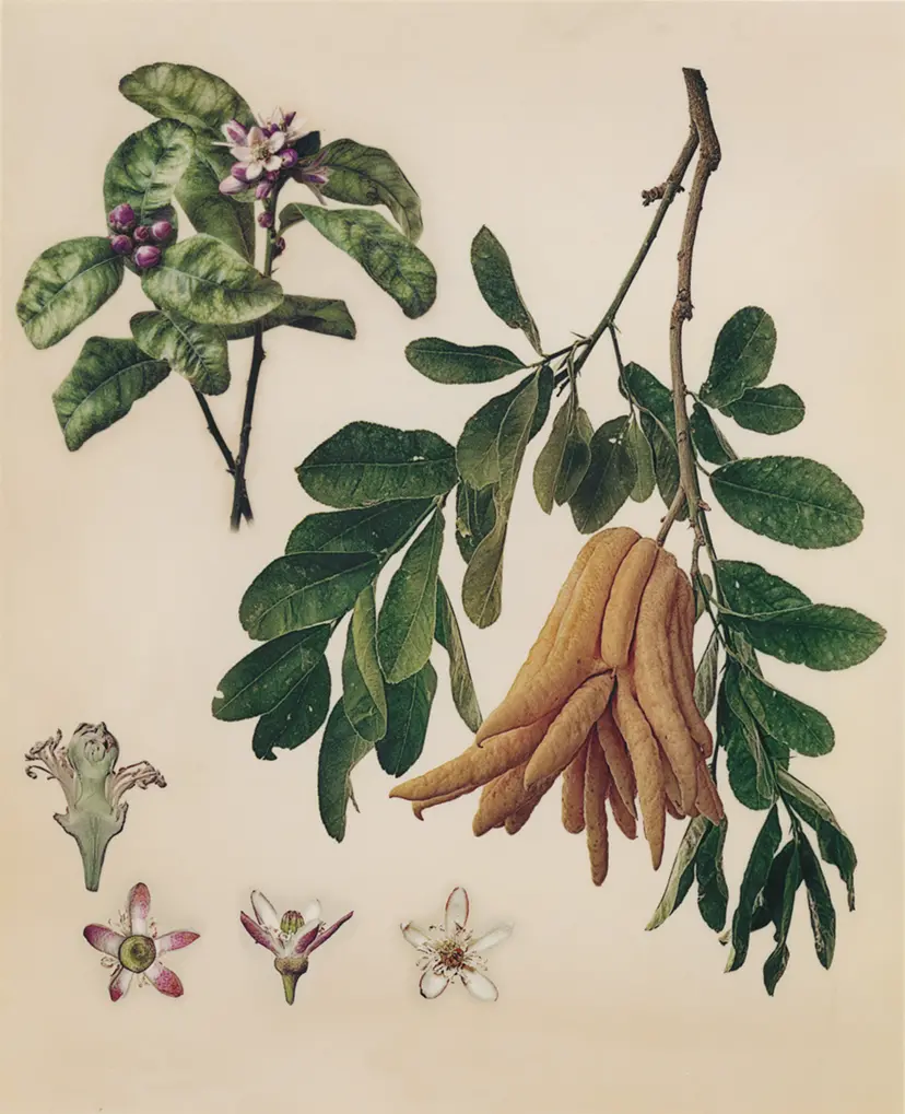 仏手柑　Citrus medica var. sarcodactylis 'Buddha's hand' by Masumi Shiohara