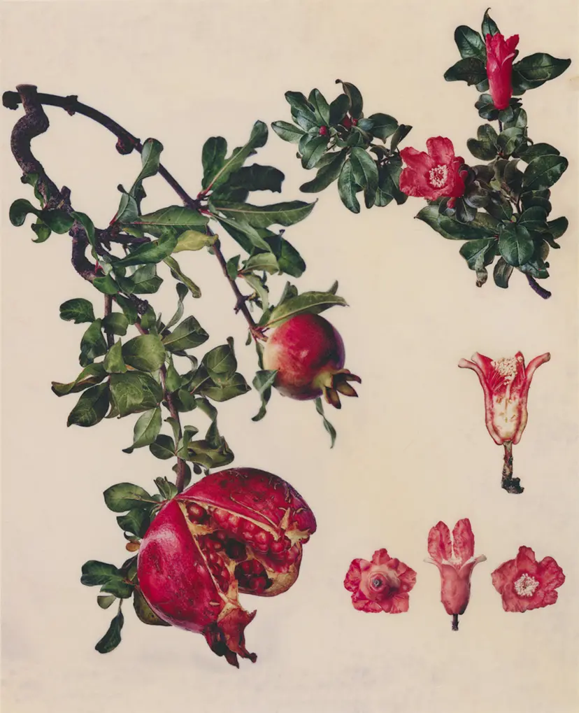 柘榴 Punica granatum L. 'Pomegranate' by Masumi Shiohara | ArtSticker