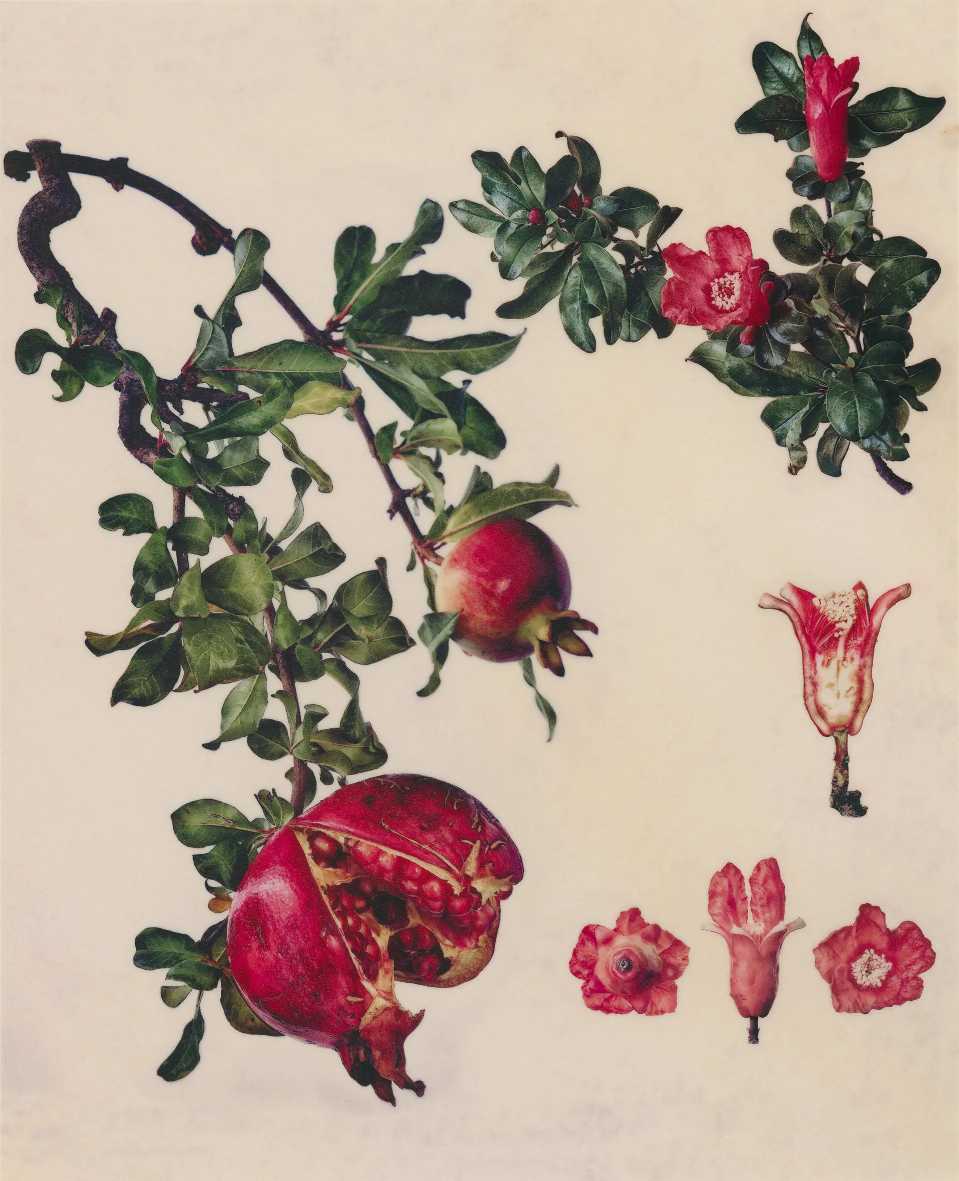 柘榴 Punica Granatum L Pomegranate By Masumi Shiohara 現代アートの販売 通販 Artsticker