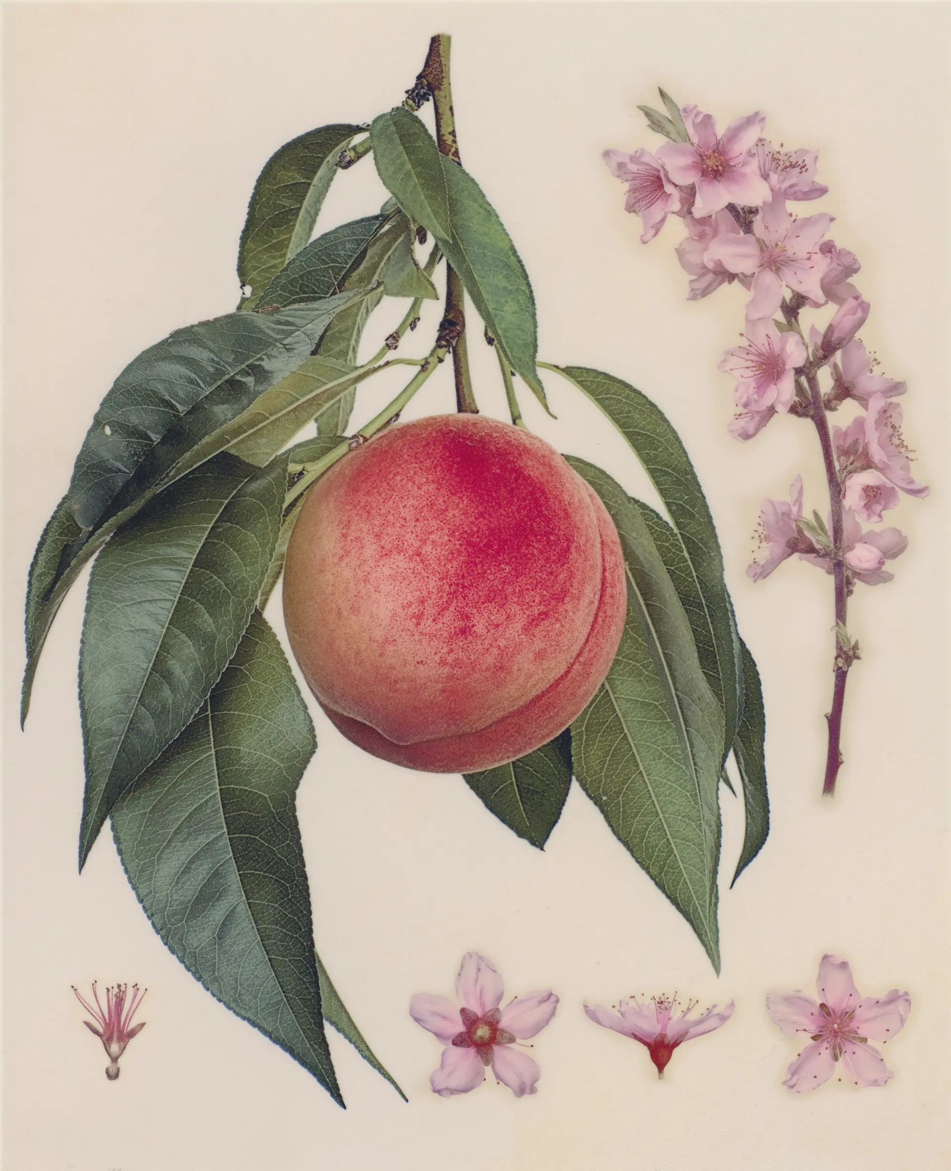 桃 'あかつき' 　Amygdalus persica L. 'Akatsuki'