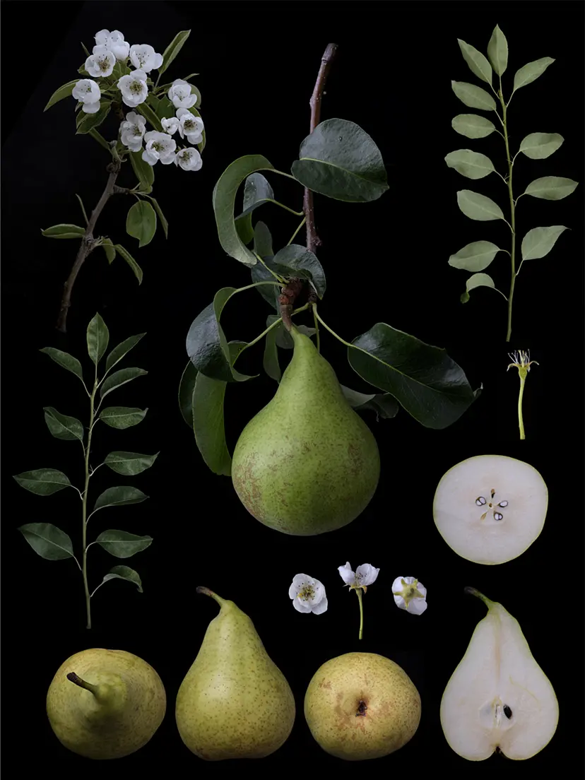 西洋梨　コンフェレンス Pyrus communis L. 'Conference' by Masumi Shiohara