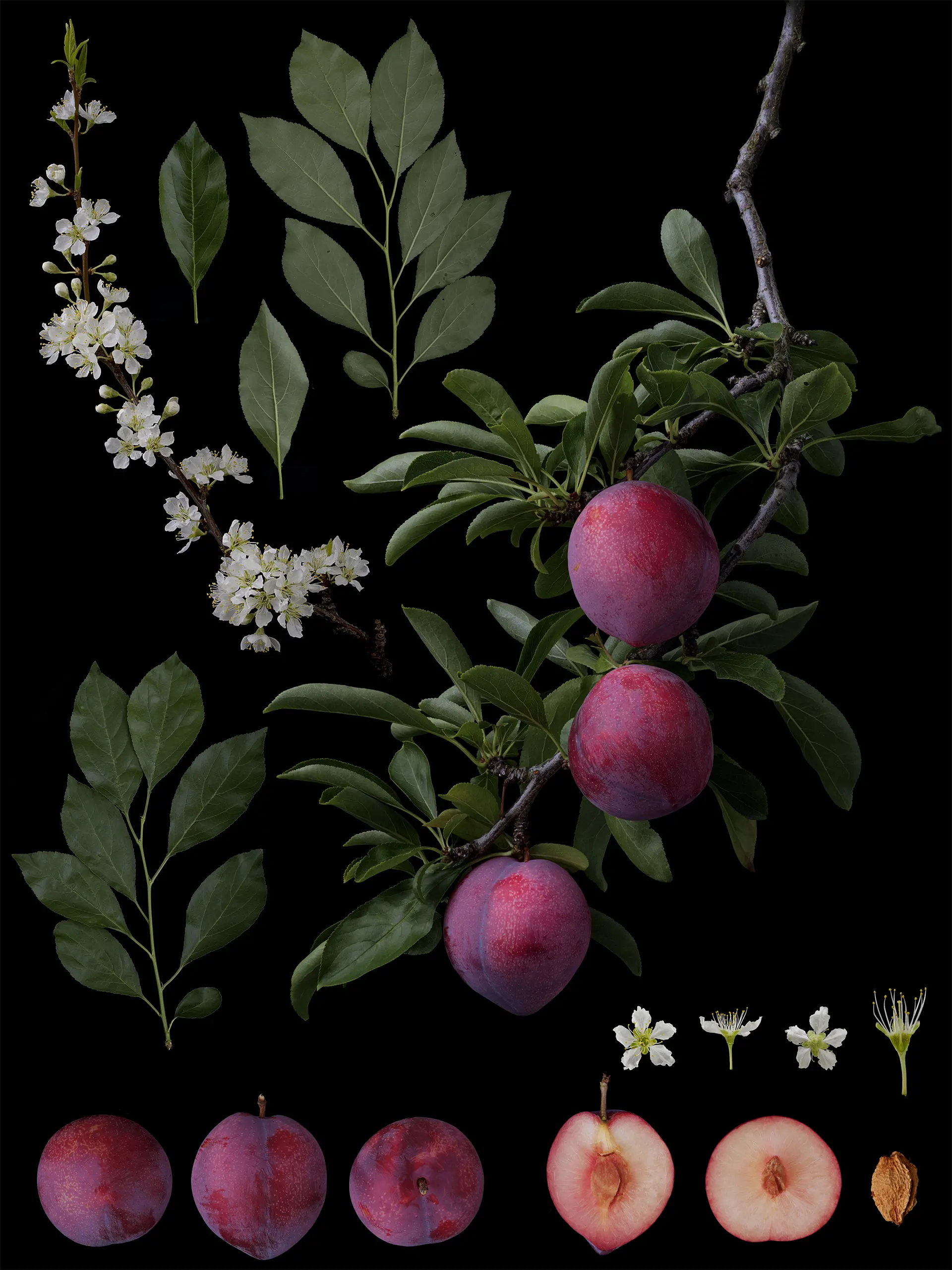 すもも　紫峰 Prunus salicinca Lindl. 'Shiho' 