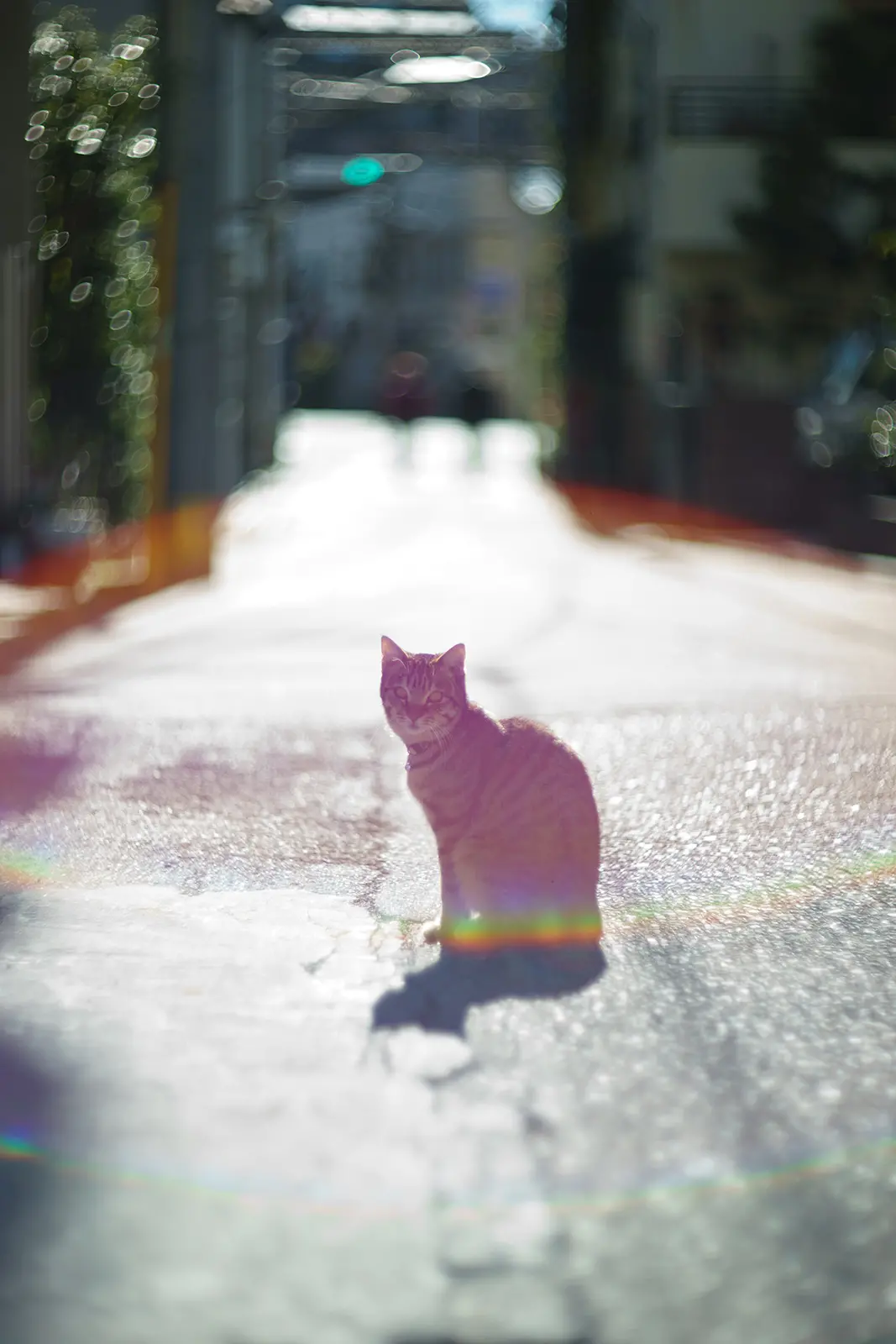 滲む世界/そとねこたちのポートレート