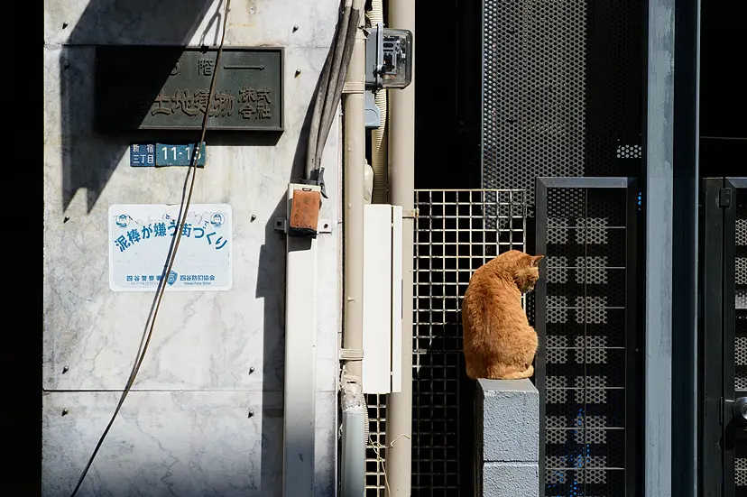 猫背/そとねこたちのポートレート by 阪井壱成