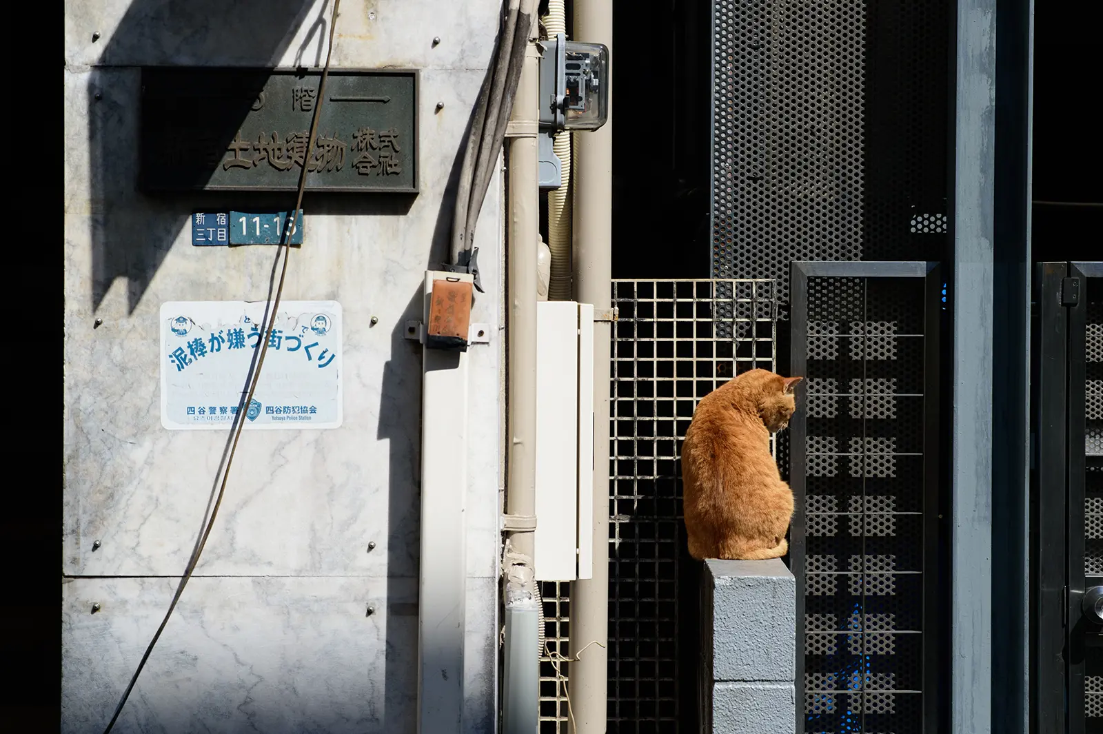 猫背/そとねこたちのポートレート