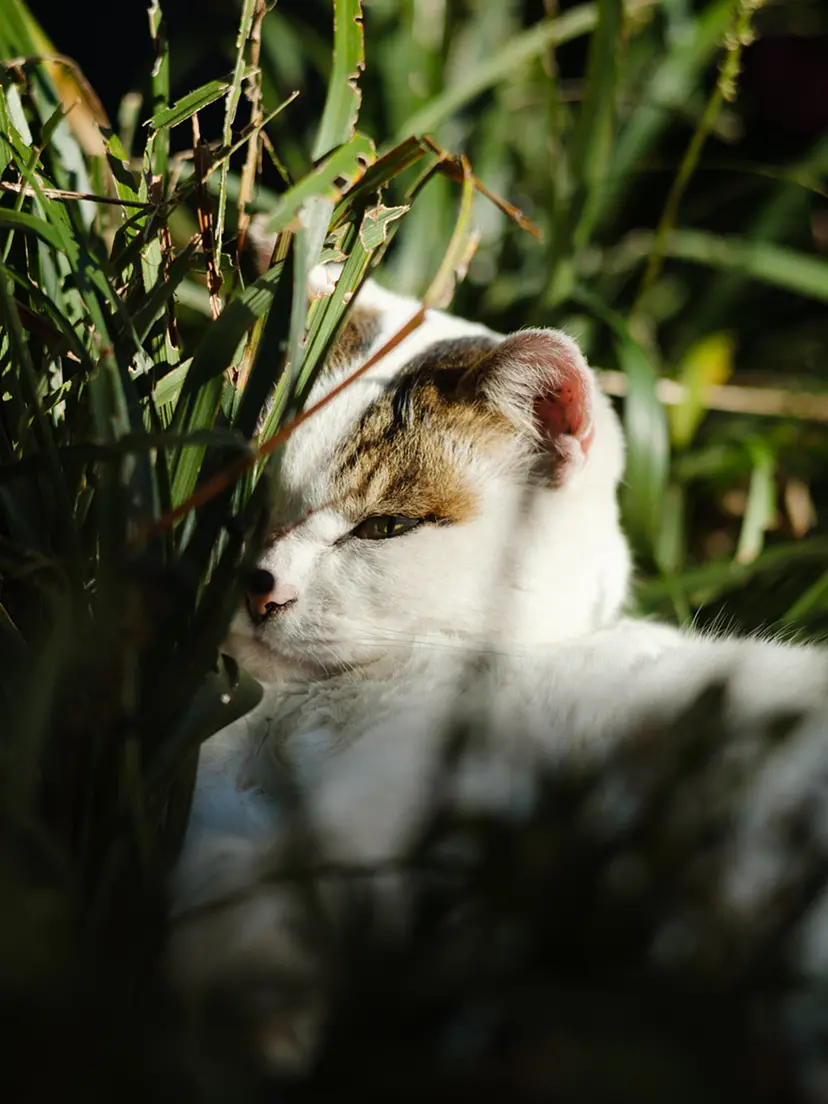 想い耽る/そとねこたちのポートレート by 阪井壱成