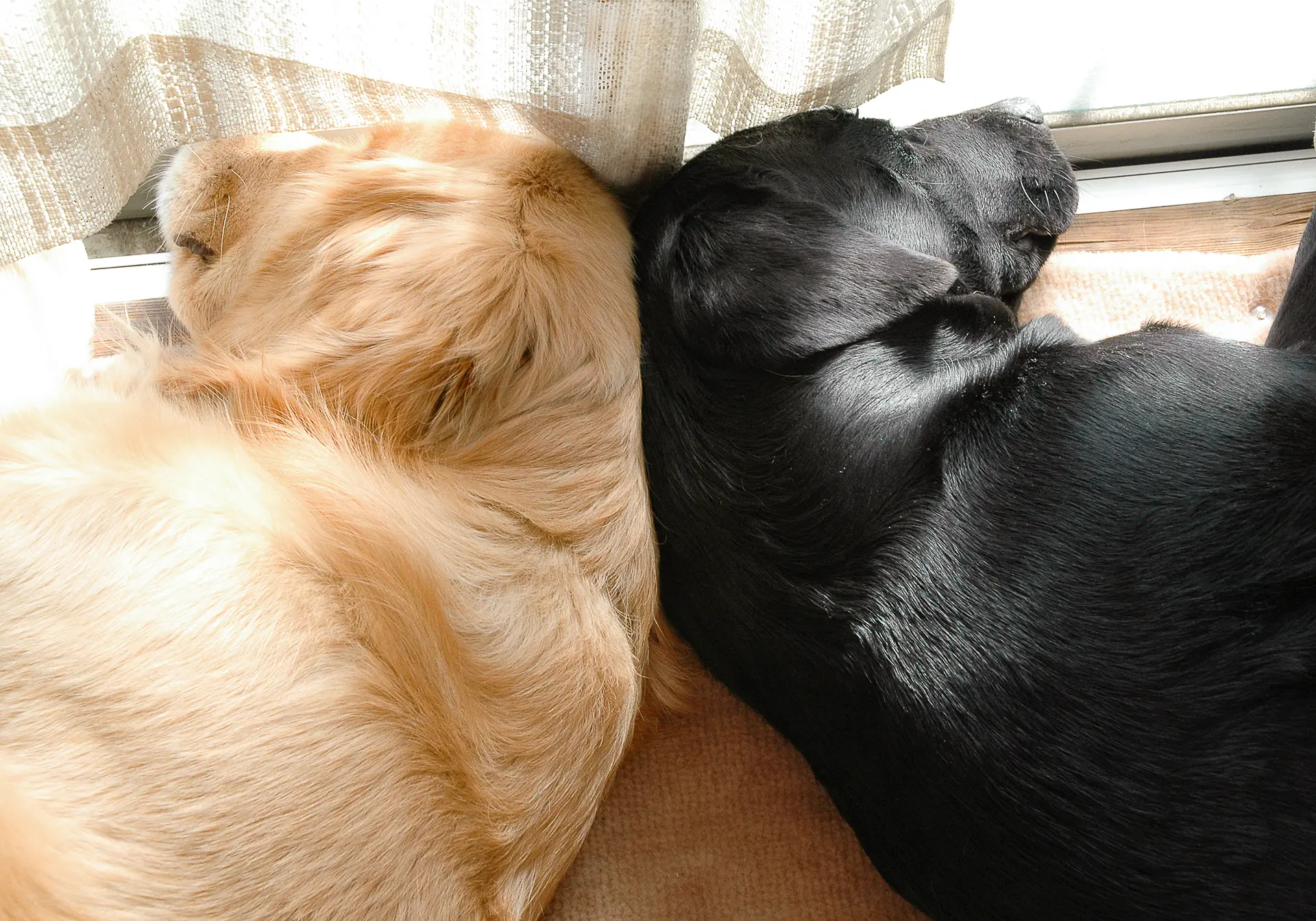 窓辺の犬たち