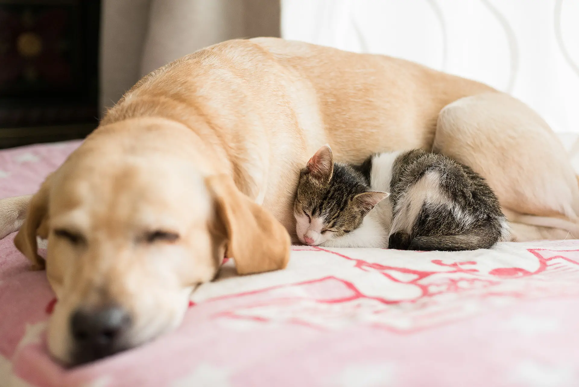 窓辺の犬たち　2