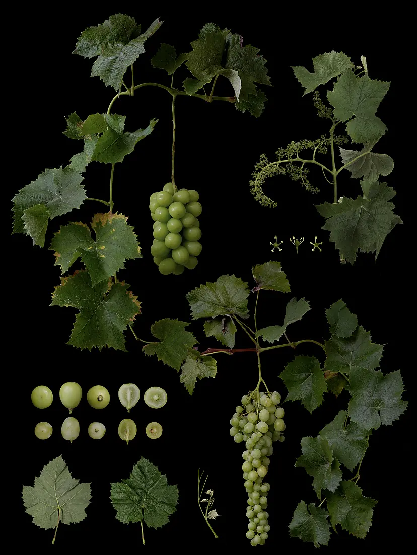 ぶどう シャインマスカット Vitis labrusca L. × V.vinifera Bailey 