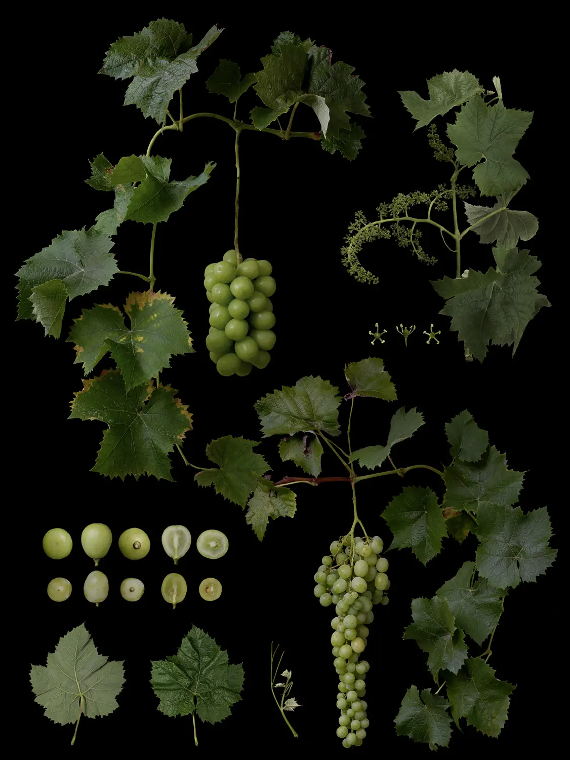 ぶどう　シャインマスカット Vitis labrusca L. × V.vinifera Bailey 'Shine Muscat'