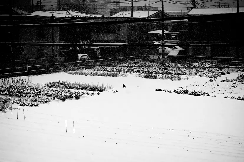 The Glowing crow in the snow by 高倉大輔