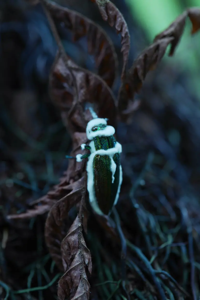 続くいのち／Buprestidae by 今泉 真也