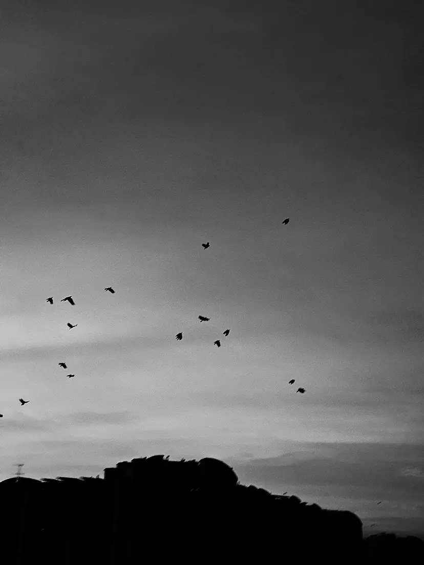 Freedom by Pher Chi Khing