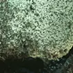 アオノニマス 廻 #20