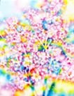 Cherry blossom 21