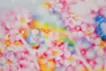 Cherry blossom 21