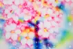 Cherry blossom 22