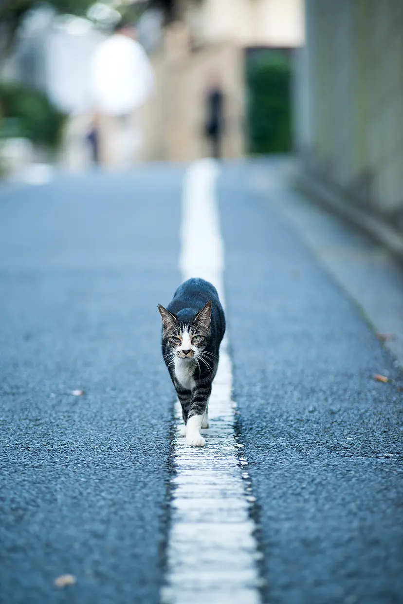 我が道を行く/そとねこたちのポートレート by 阪井壱成