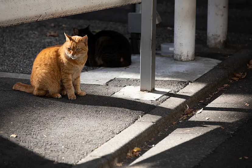 光と影、そしてねこ。/そとねこたちのポートレート by 阪井壱成