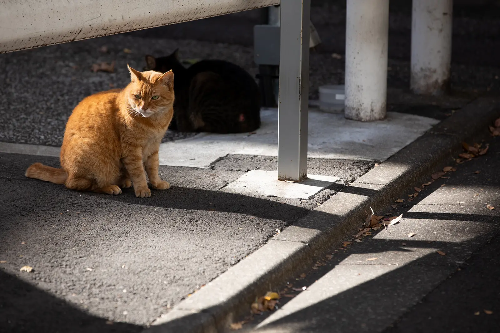 光と影、そしてねこ。/そとねこたちのポートレート