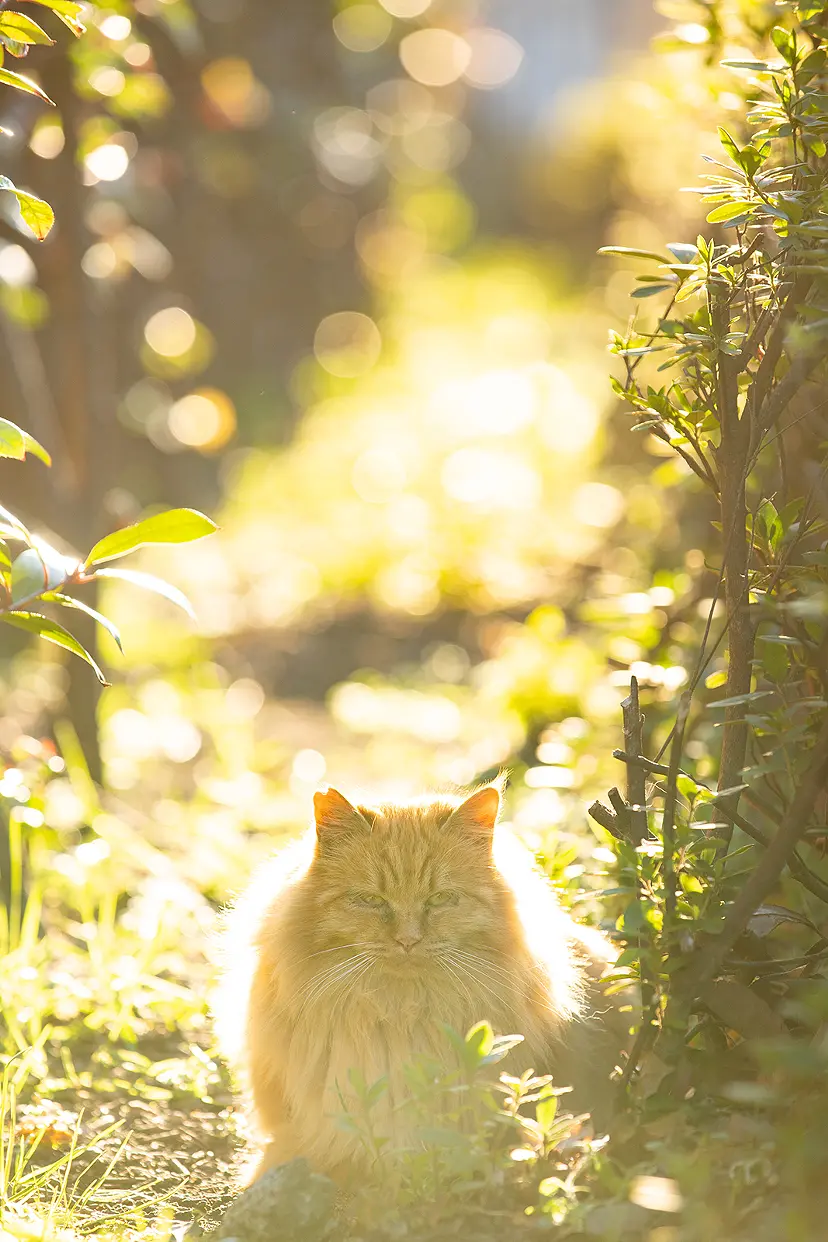 黄金郷/そとねこたちのポートレート by 阪井壱成