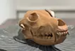 遺された獣