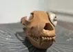 遺された獣