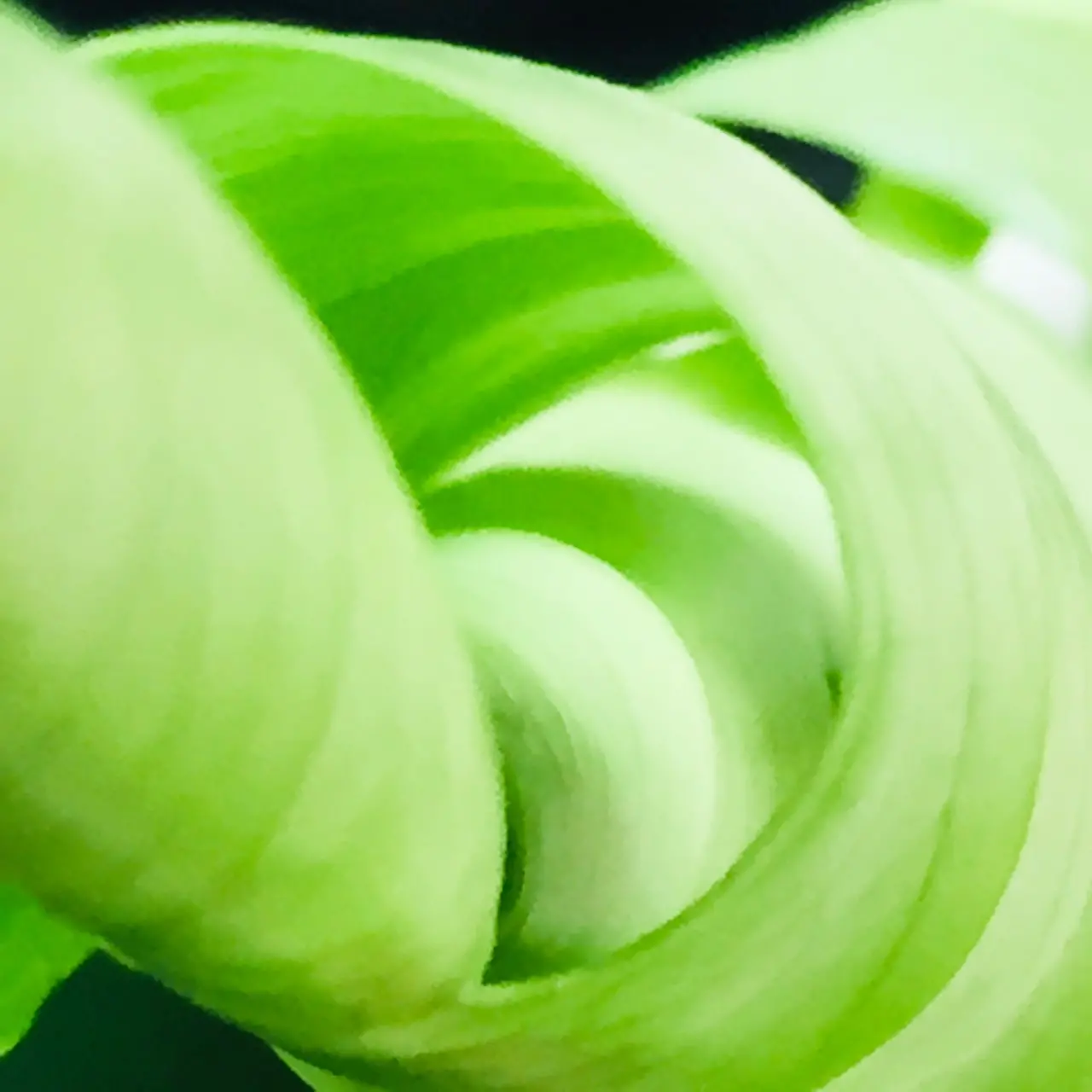 ”そこにある花”～green tornado～