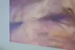 蛞蝓