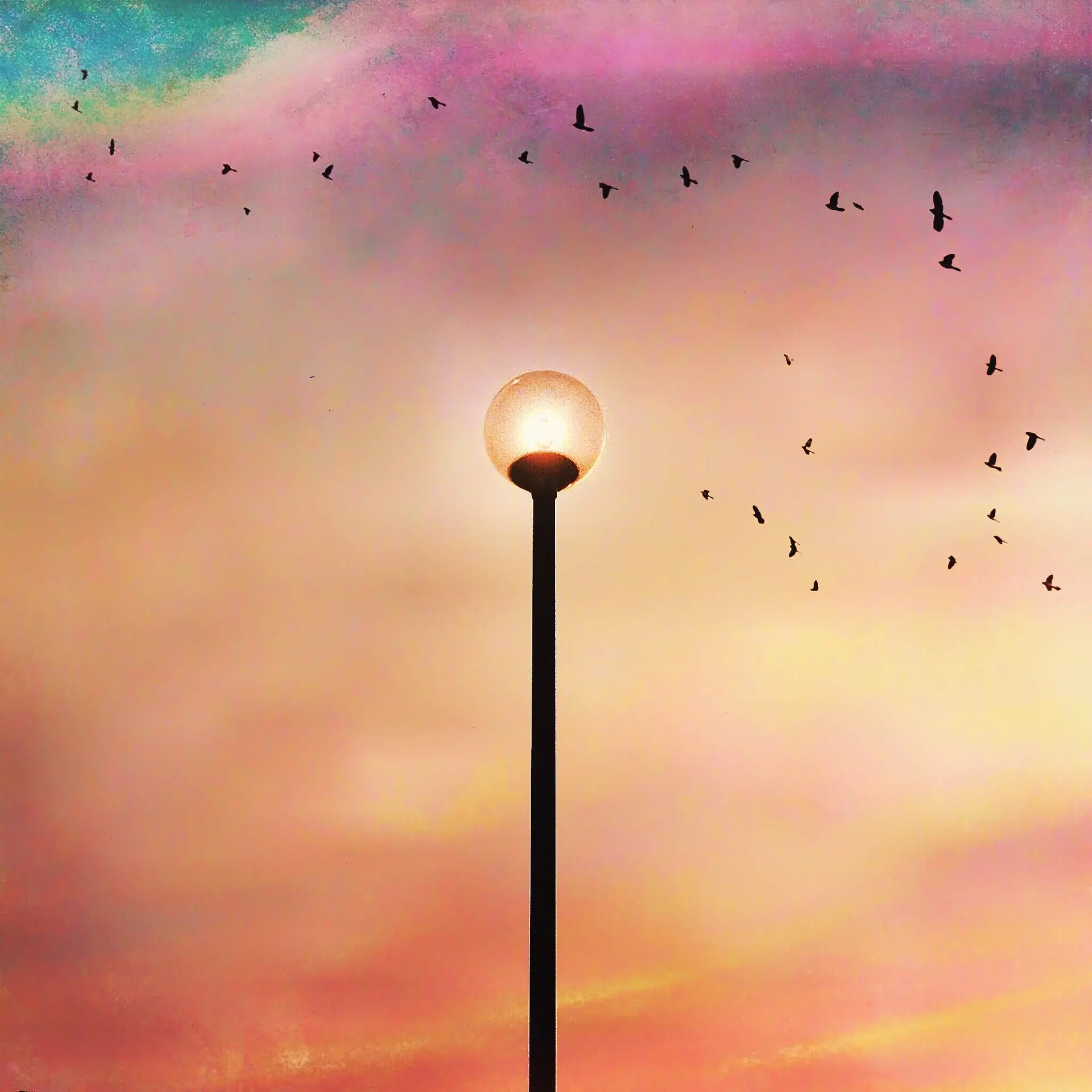 Freedom Bird - Sunset -