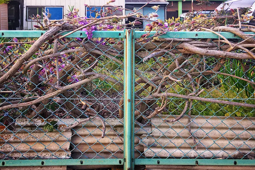 Entanglement of nature by Yasuhito Shigaki
