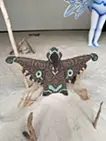 鳥型偶像