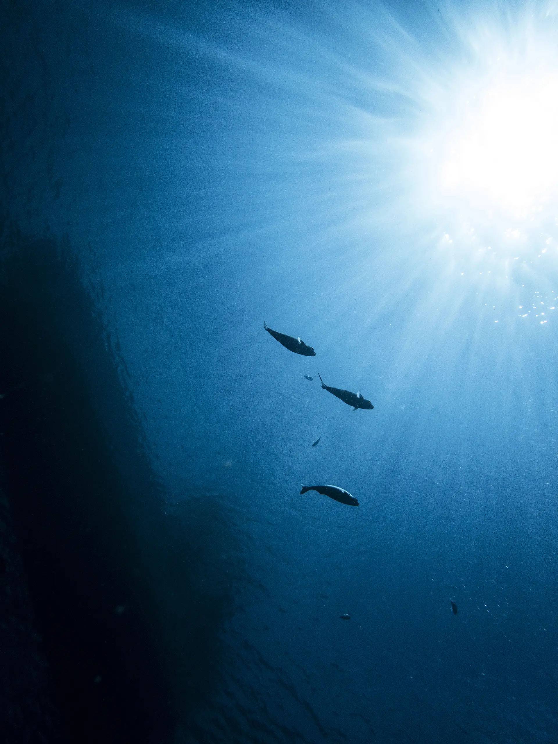 OceanPlanets