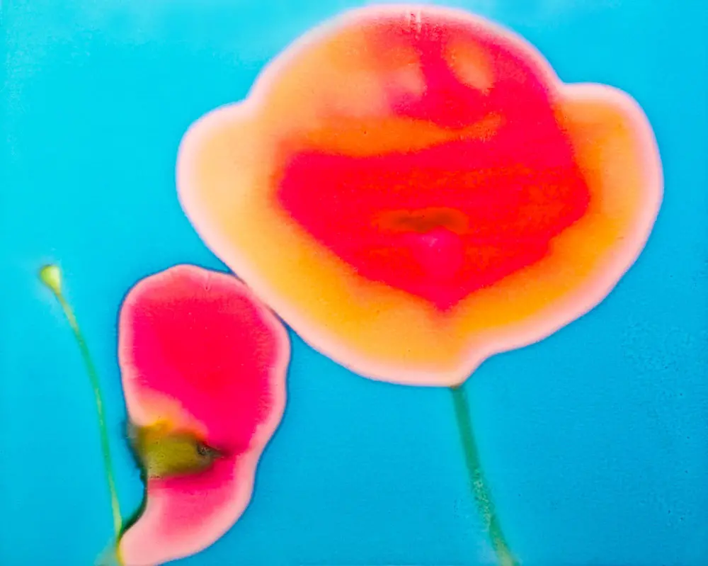 Melting Petals 25 by Sarah Fujiwara 藤原更 | 現代アートの