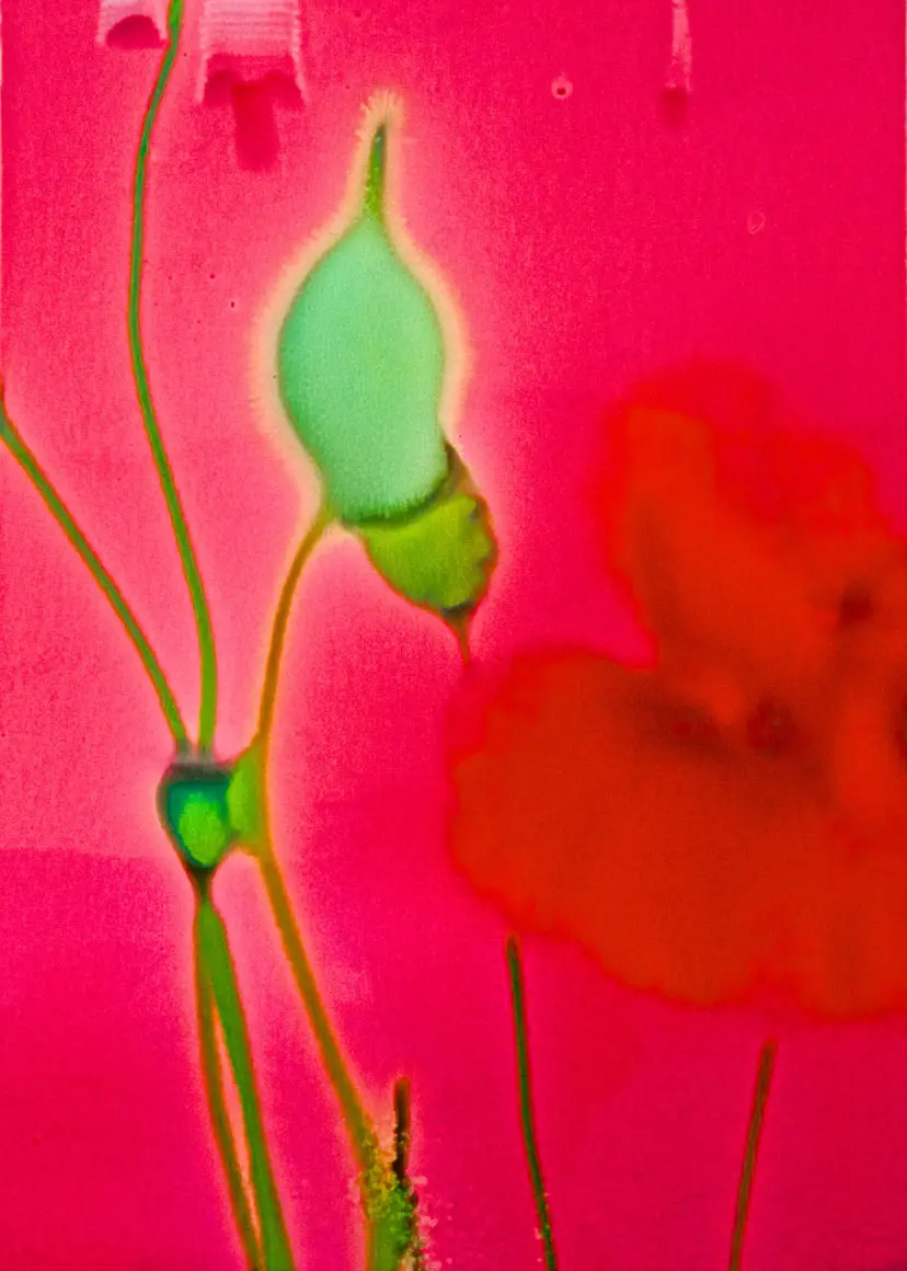 Melting Petals 22