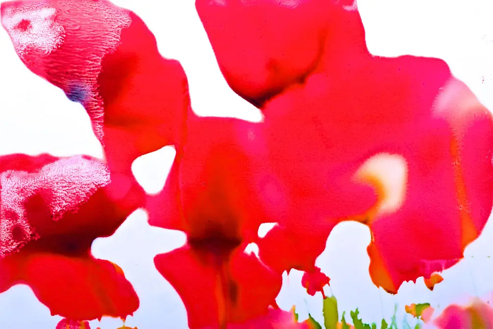 Melting Petals 11