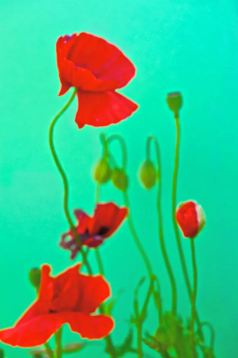 Melting Petals 100