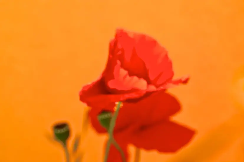 Melting Petals 102 by Sarah Fujiwara 藤原更