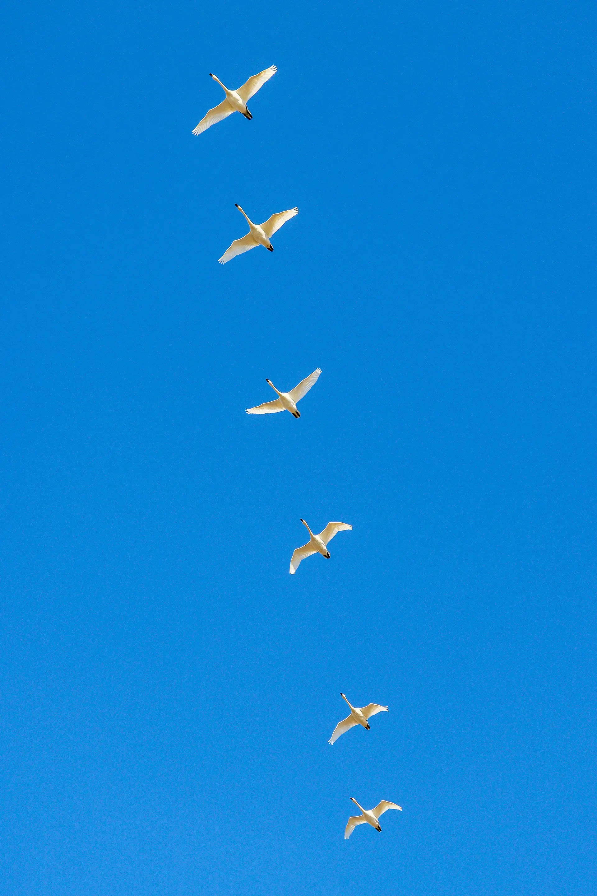 白鳥の空 by 菅野 寛人 | 現代アートの販売・通販 | ArtSticker