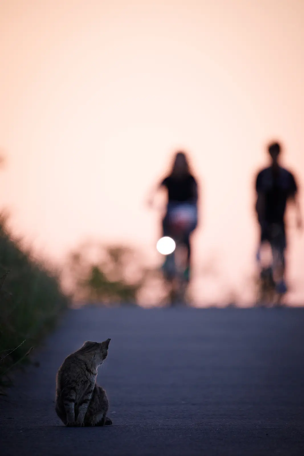 帰り道/そとねこたちのポートレート