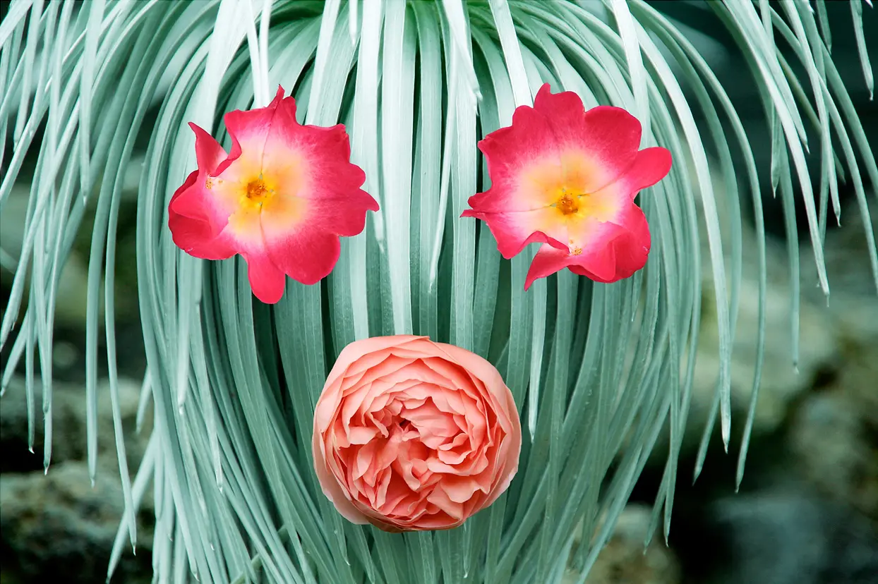 蜂が好きそうな人の顔 By セサミスペース 現代アートの販売 通販 Artsticker