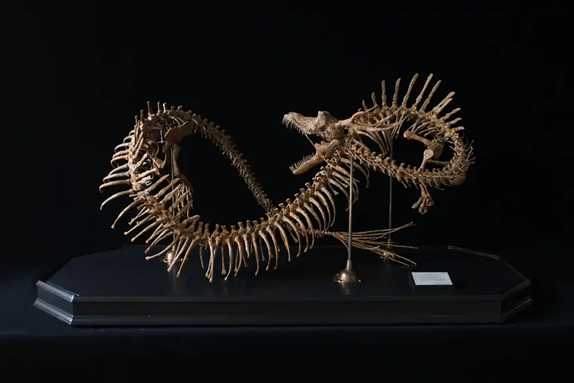 ドラゴンの一種 “IT BELONGS AMONG THE DRAGONS