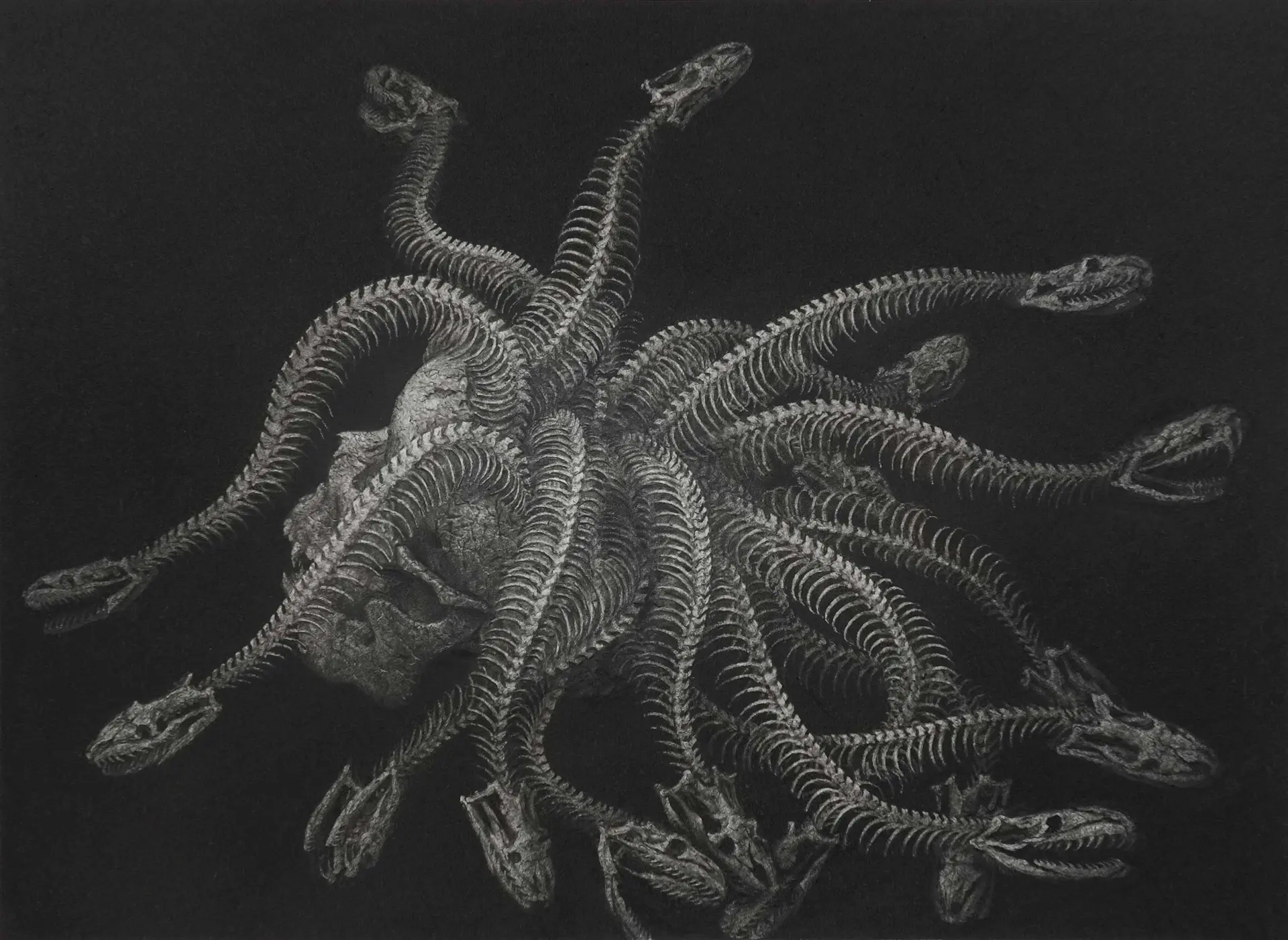 メドゥーサの頭骨化石の図 by 天久 高広 | 現代アートの販売・通販