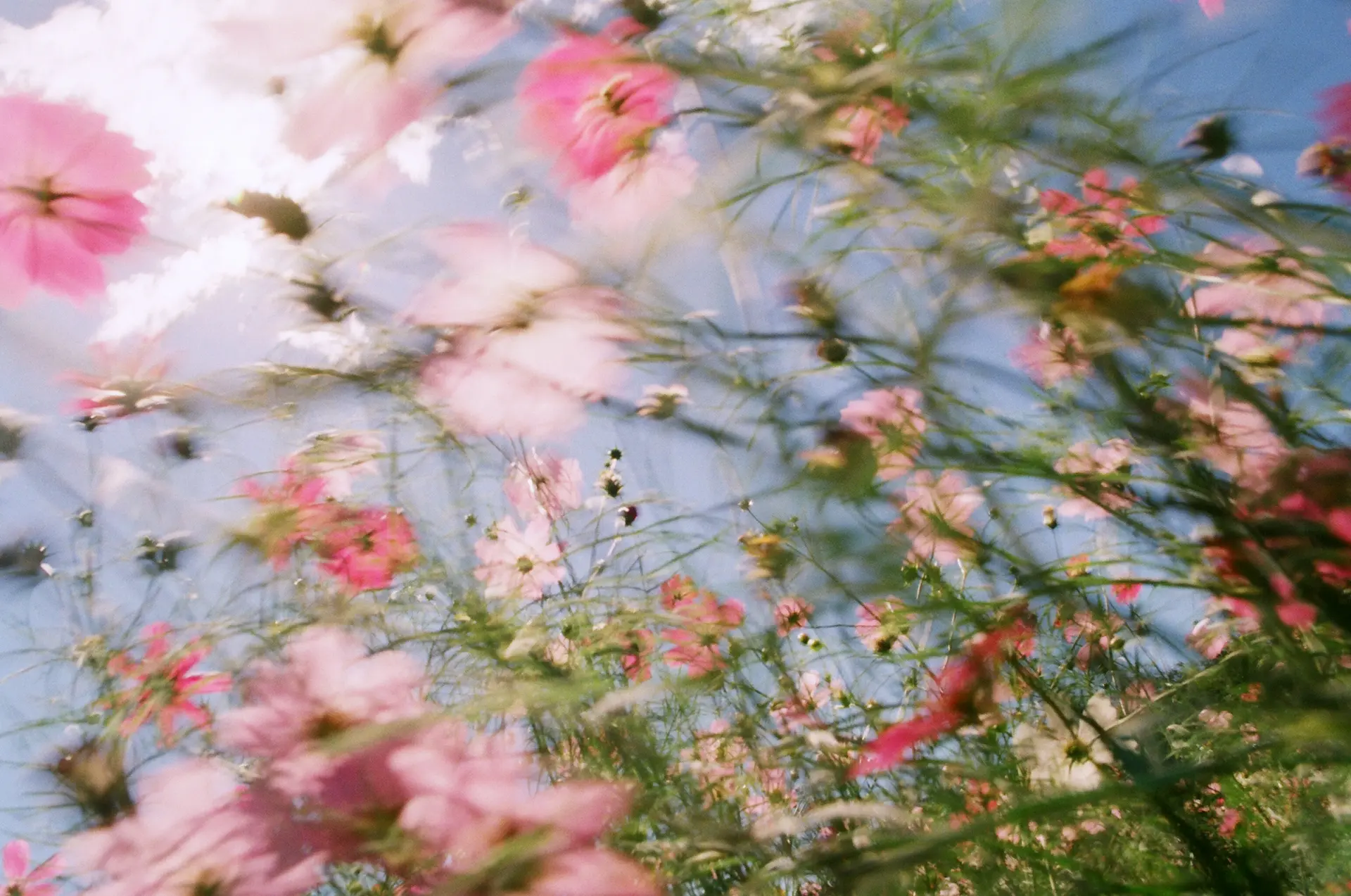 田中亜紀 Akitanaka ぷらっとphotoほーむ Platphotohome 的ゆらぎ太陽02 Samsarasun 02 當代藝術在線藝術商店 Artsticker