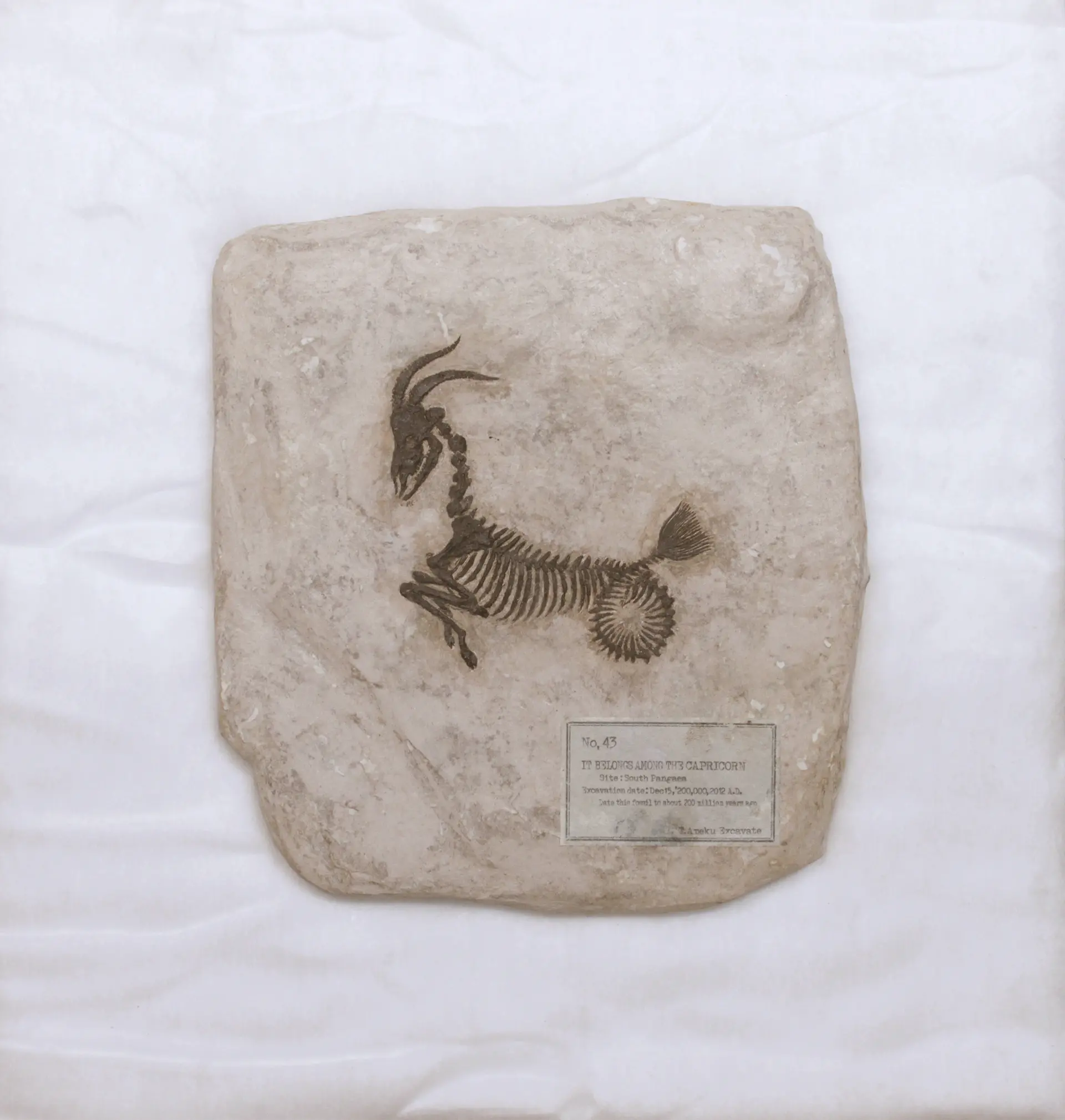 カプリコーンの一種　“IT BELONGS AMONG THE CAPRICORNS”
