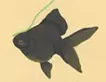 金魚