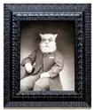 Enrico the Cat
