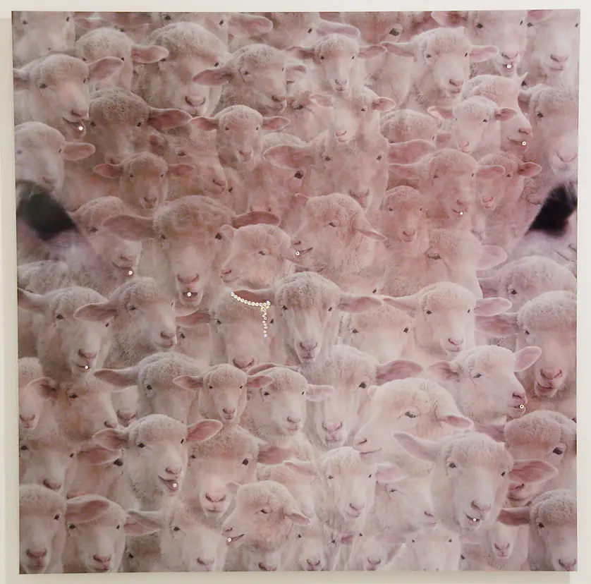 Sheep's face